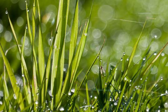 groen bad
