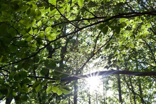 zonnegroet
