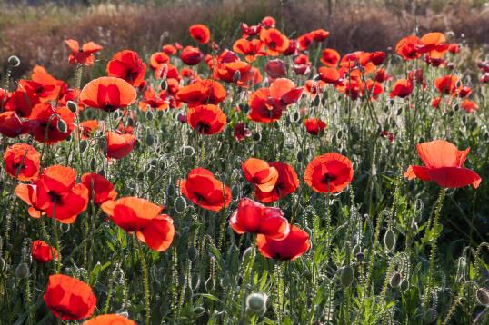 Bloemen