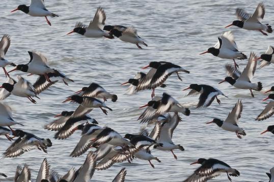 Vogels